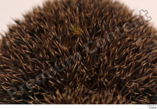 Hedgehog - Erinaceus europaeus  3 body thistle whole body…